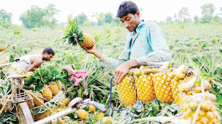 A sweet harvest turns sour due to chemical misuse 