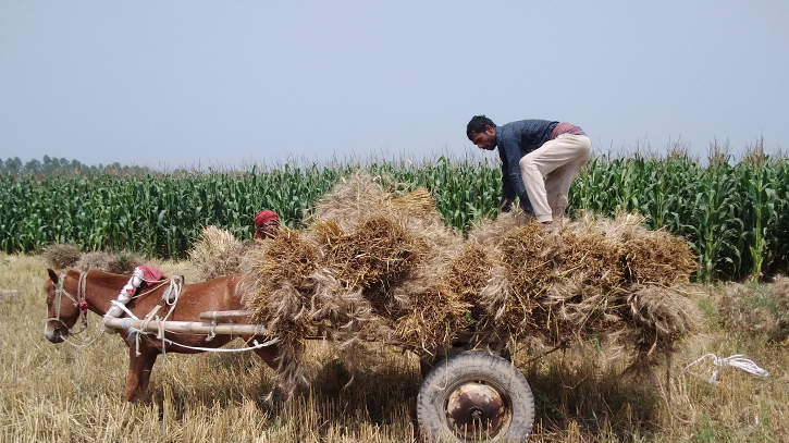 গম কেটে ঘোড়ার গাড়িতে বাড়ি নিচ্ছেন কৃষক